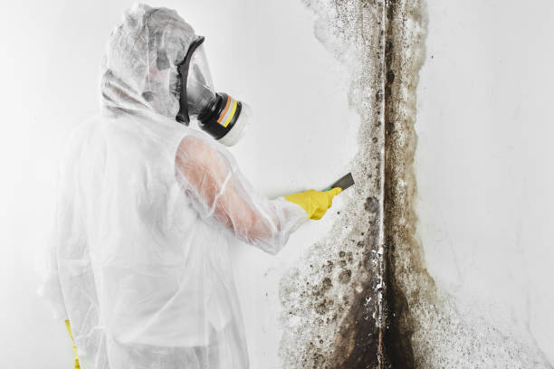 Best Local Mold Removal Service  in Hudson, OH