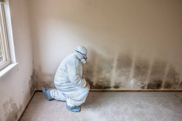 Best Mold Removal Process  in Hudson, OH