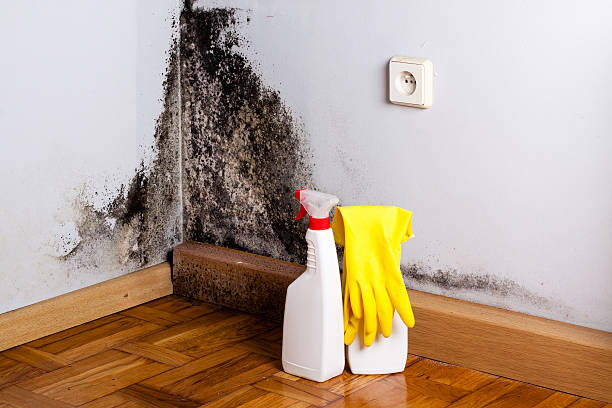 Best Professional Mold Removal  in Hudson, OH