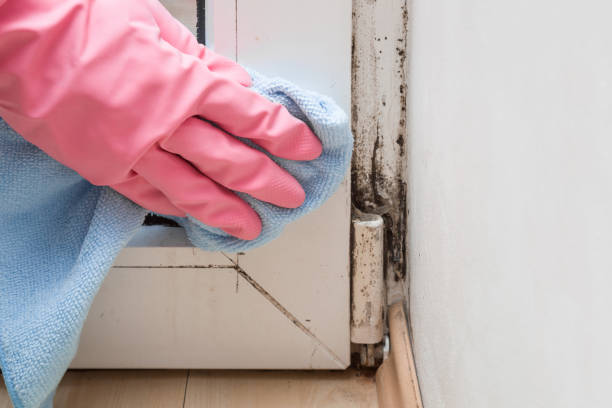 Best Certified Mold Removal  in Hudson, OH